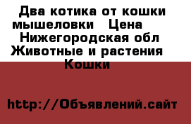 Два котика от кошки мышеловки › Цена ­ 5 - Нижегородская обл. Животные и растения » Кошки   
